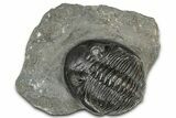 Detailed Hollardops Trilobite Fossil - Ofaten, Morocco #359506-2